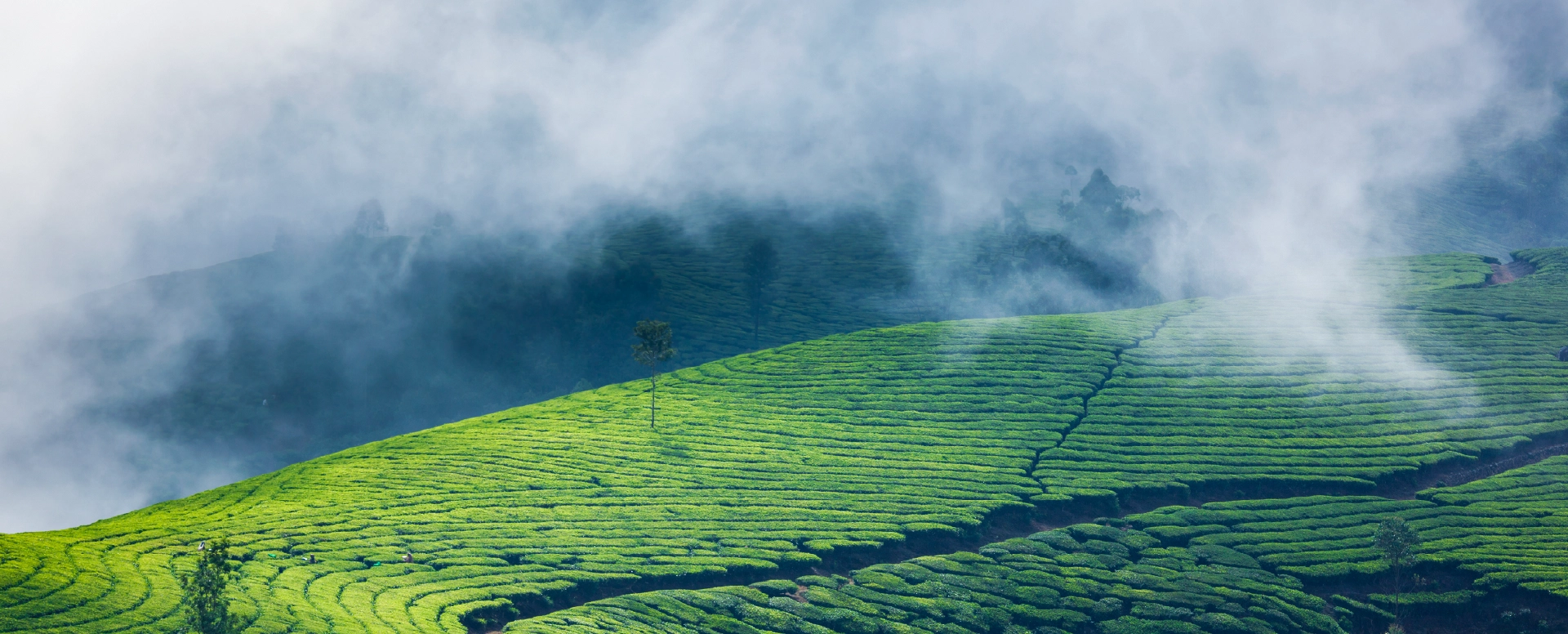 Karma Munnar, Munnar